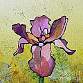 Iris II